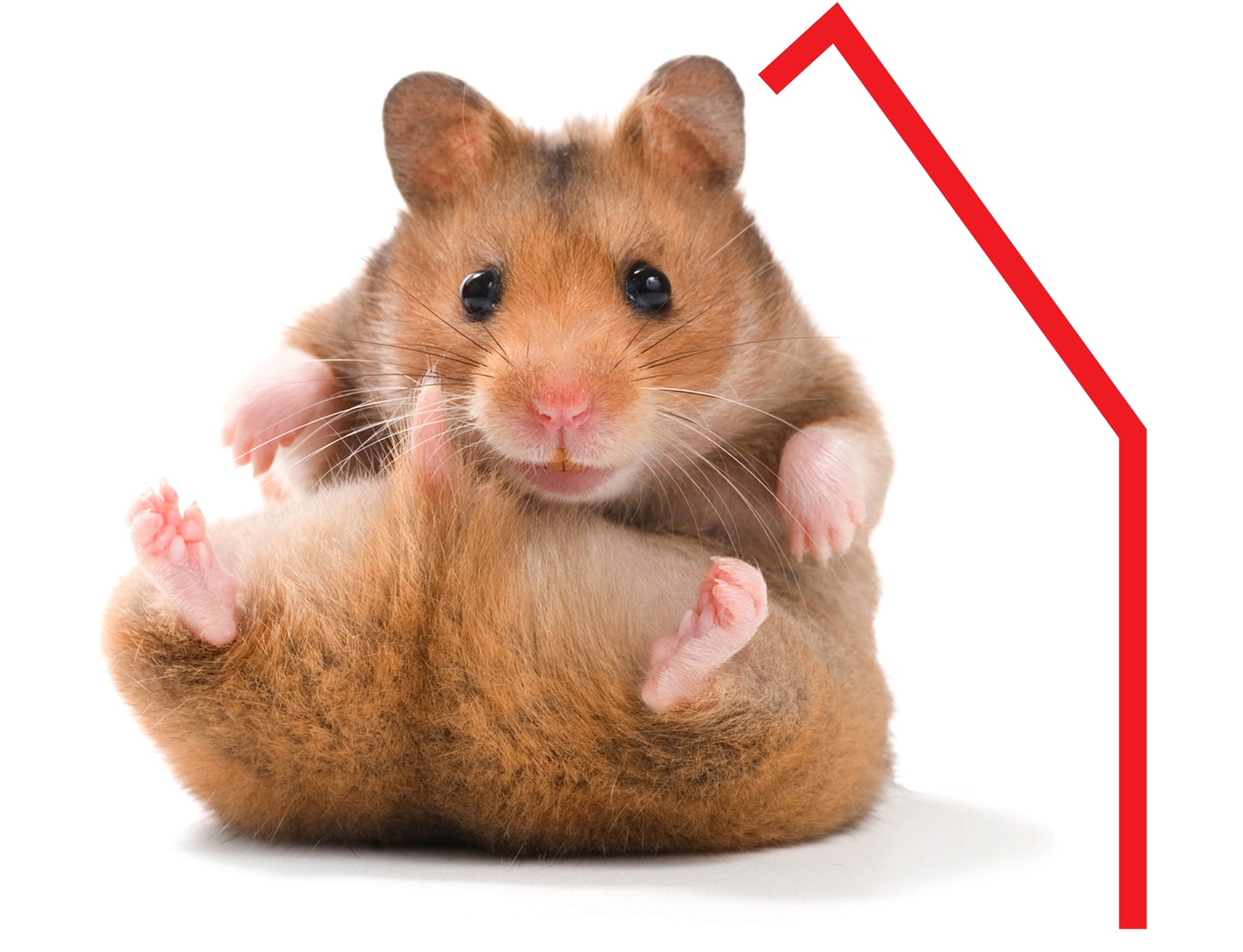 Hamster