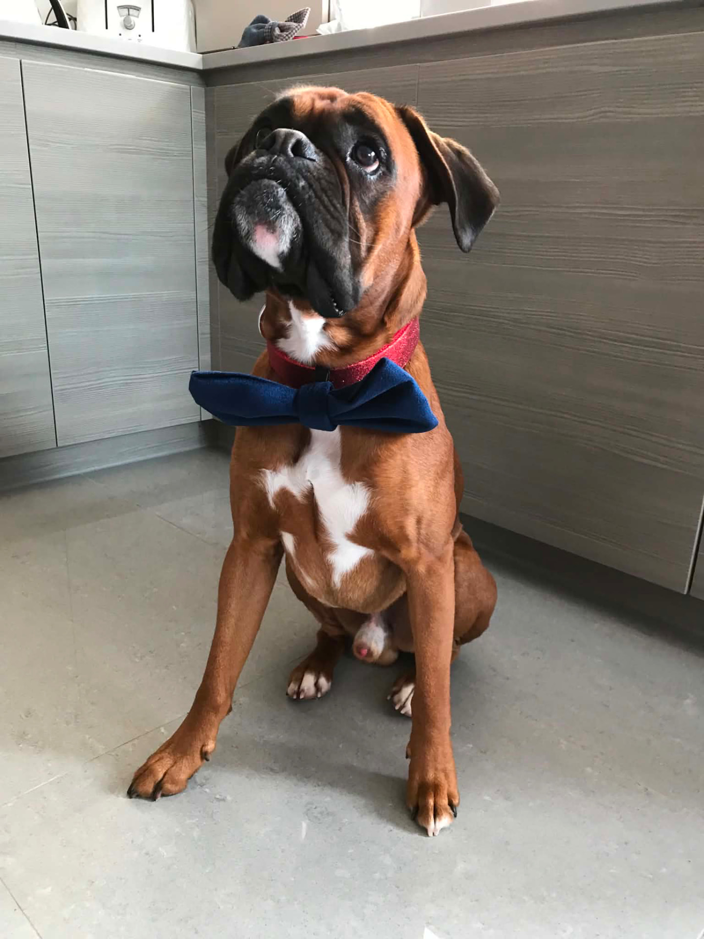 Wedding/Event Dog Chaperone at Silver Service Pet Care
