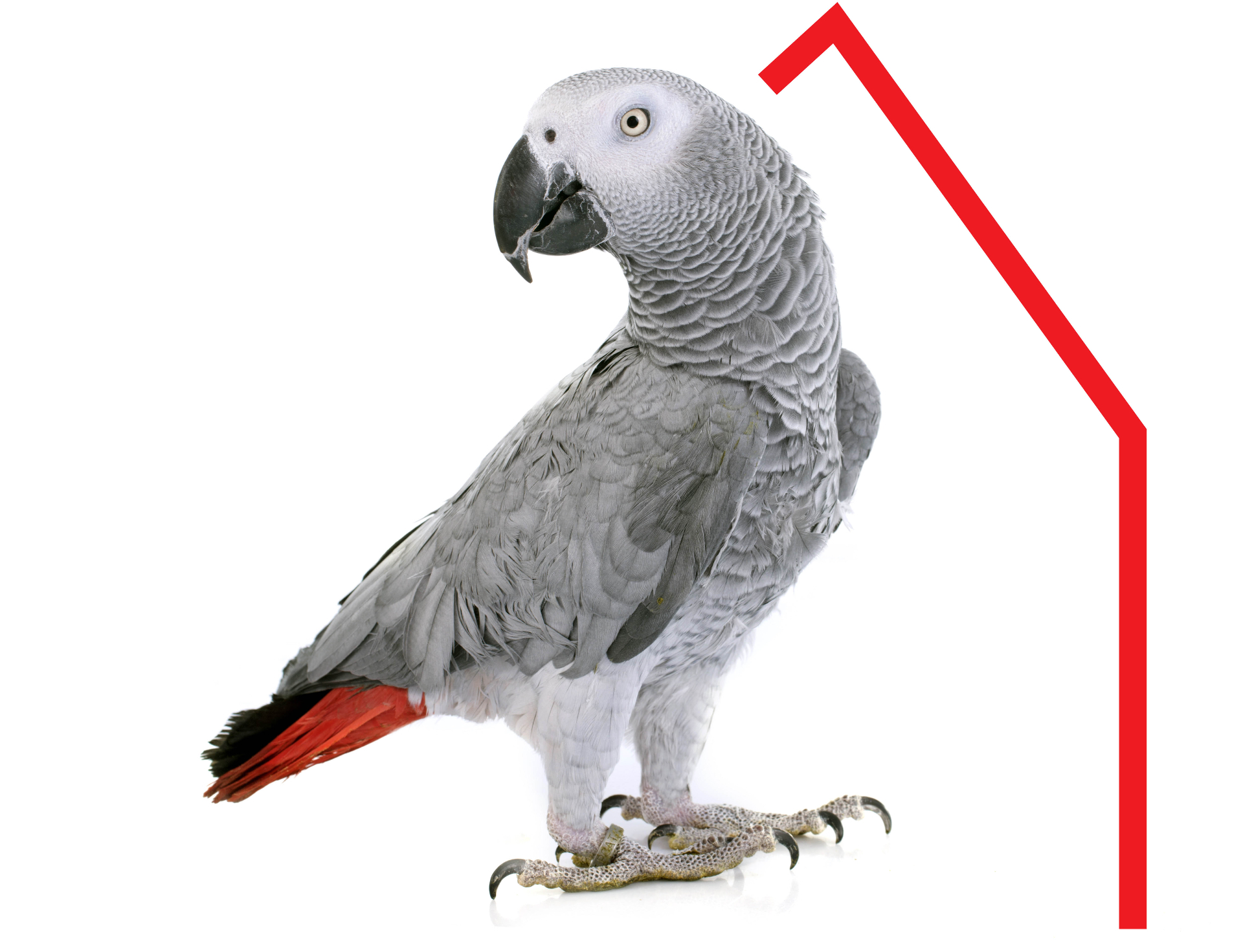 African Grey parrot