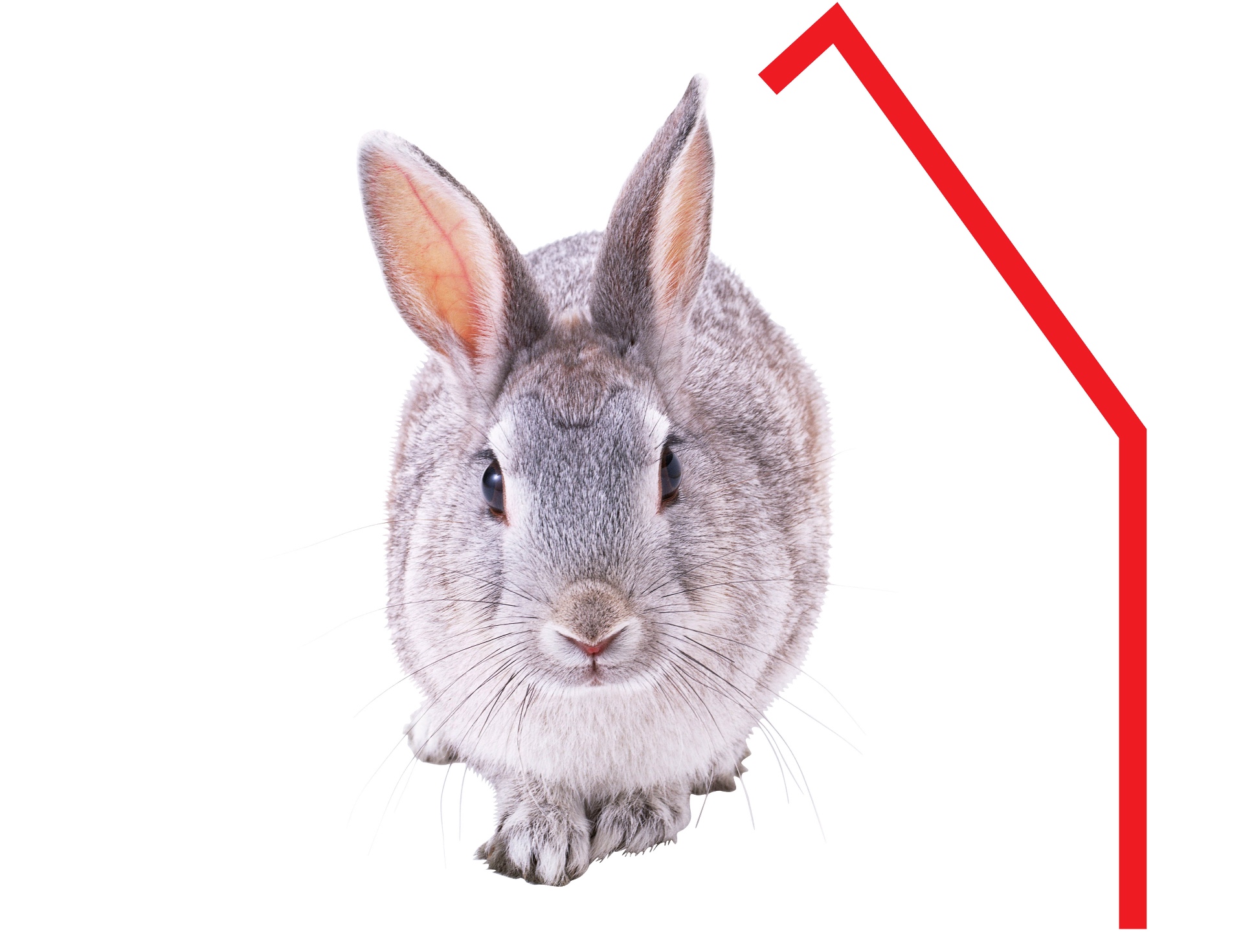 Grey rabbit