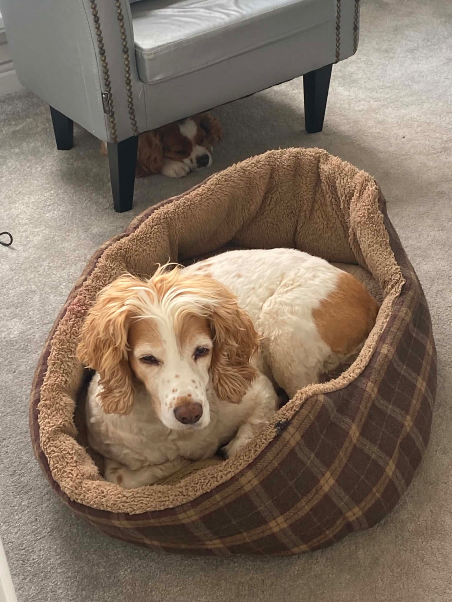 Cozy dog resting in a comfortable bed