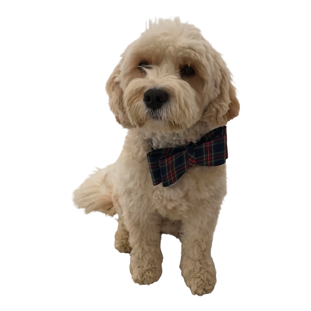 Dog wearing a handmade bow tie