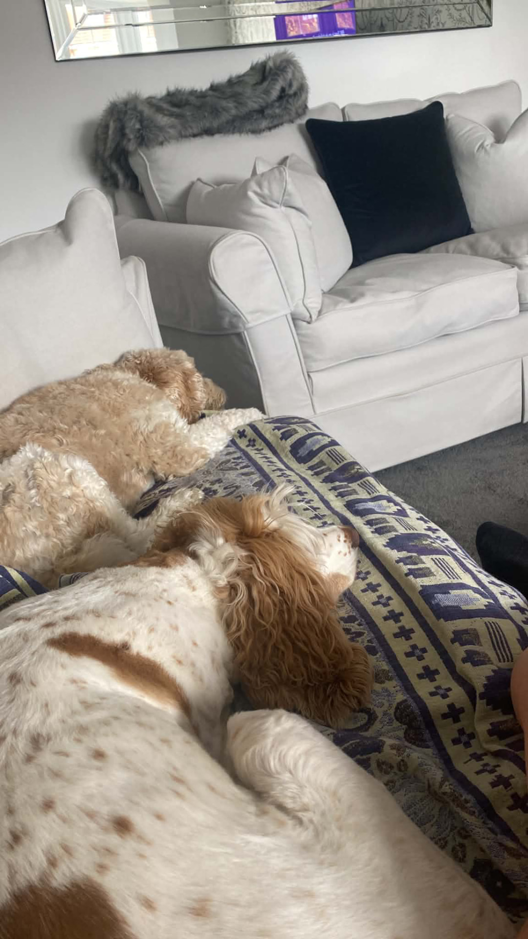 Dogs relaxing at Silver Service Pet Care