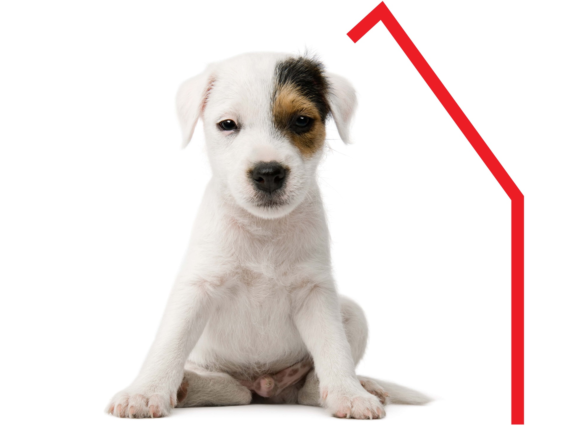 Jack Russell puppy