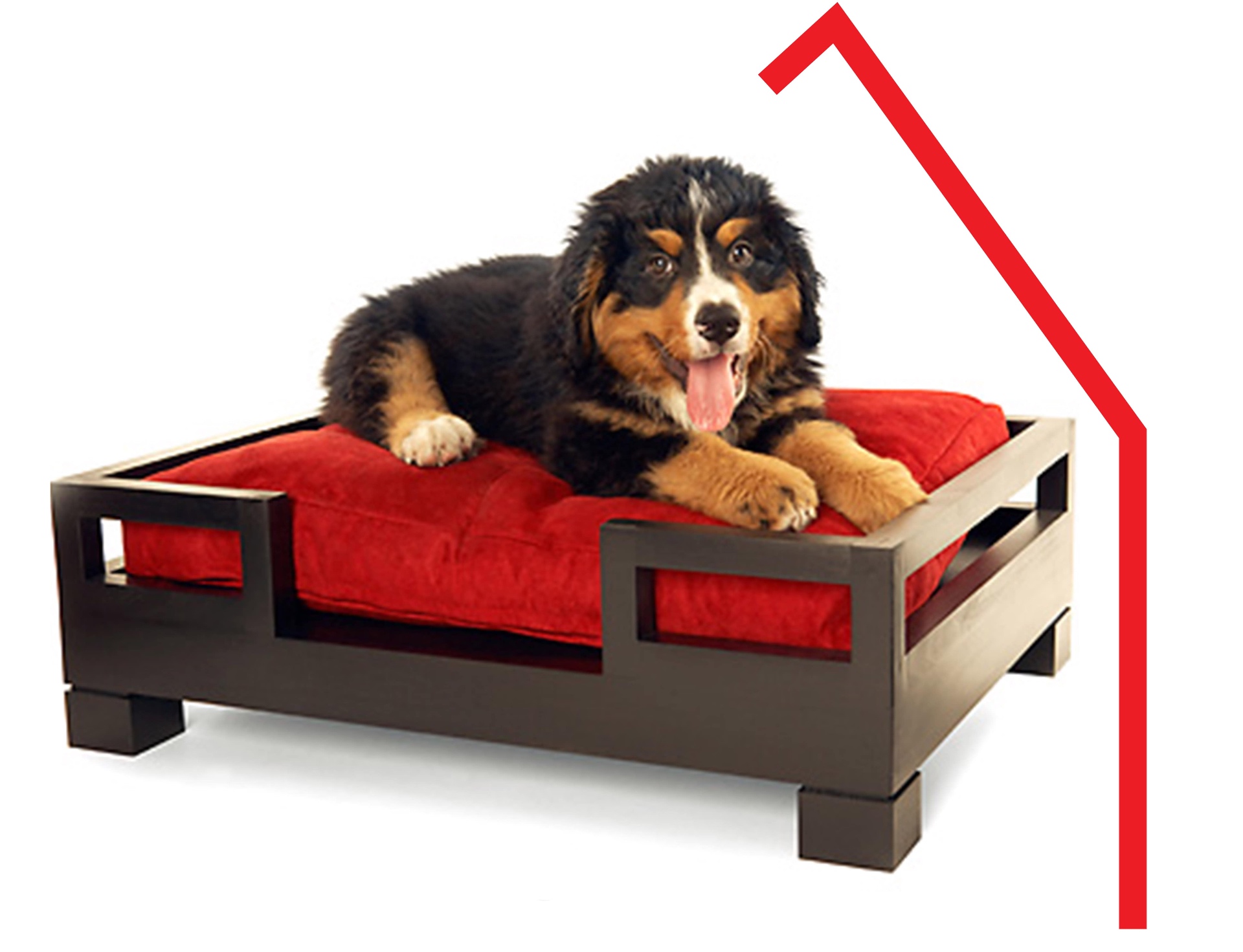 Bernese puppy on red dog bed