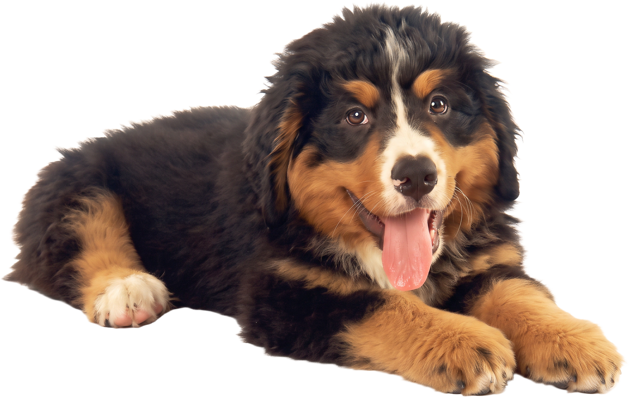 Bernese puppy on red dog bed