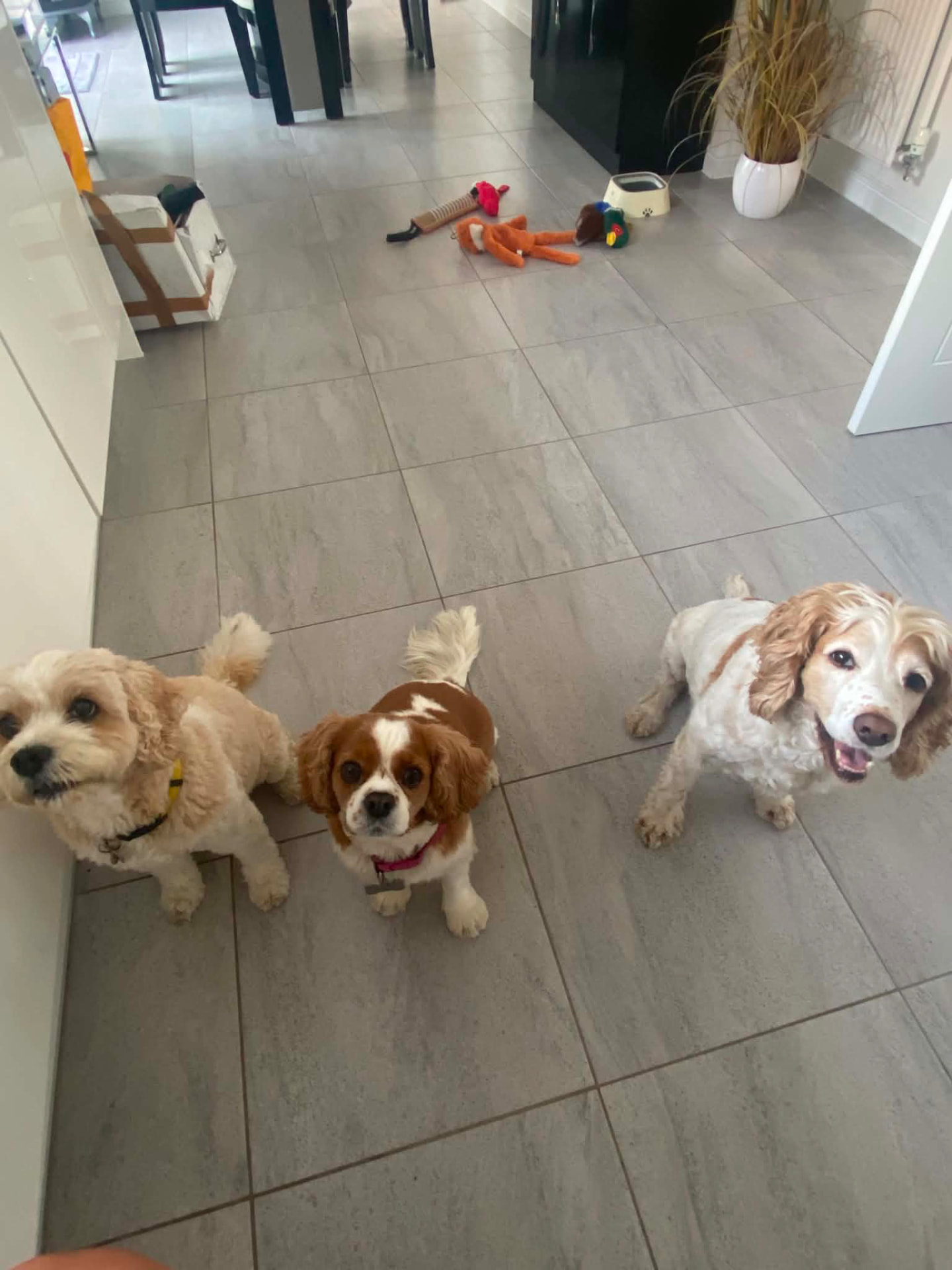 Happy dogs waiting for their walk