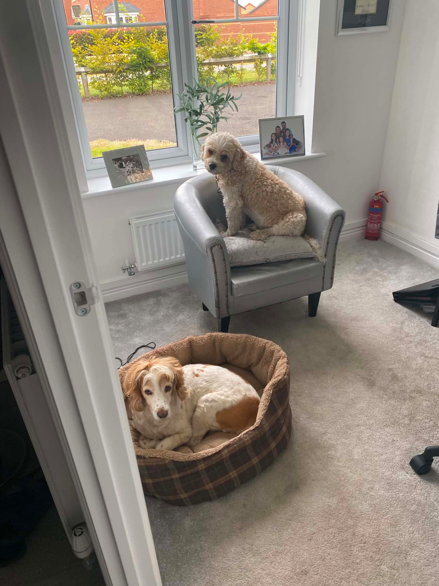 Dogs relaxing by the window
